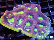 画像2: 【サマーセール10%OFFクーポン番号（10）対象商品 】 【サンゴ】【通販】【オーストラリア産】キクメイシsp. （Dragon Soul）（個体販売）No.1（生体）（サンゴ） (2)
