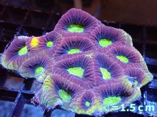 画像2: 【サマーセール10%OFFクーポン番号（10）対象商品 】 【サンゴ】【通販】【オーストラリア産】キクメイシsp. （Dragon Soul）（個体販売）No.3（生体）（サンゴ） (2)