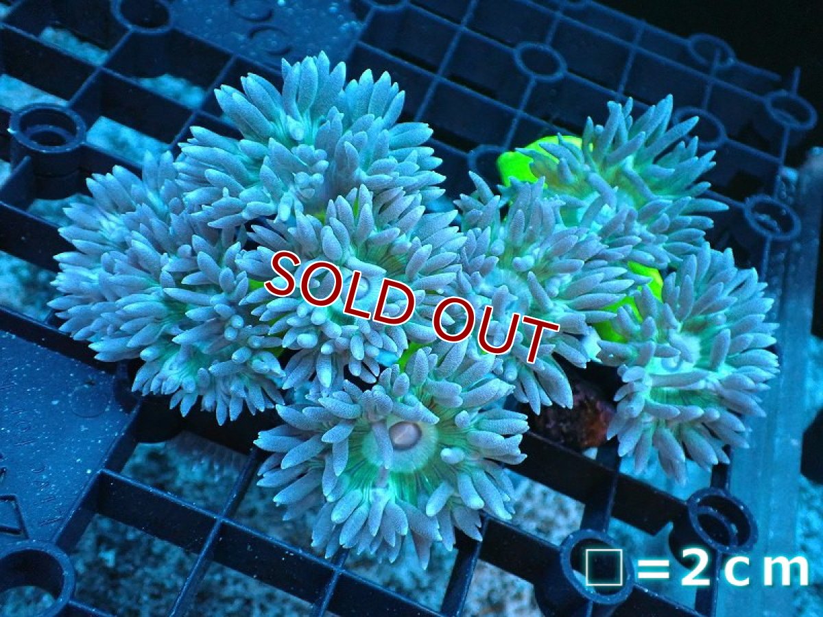 画像1: 【サンゴ】【通販】【オーストラリア産】ウィスカーズコーラル（グリーン）Mサイズ（個体販売）No.9（生体）（サンゴ） (1)