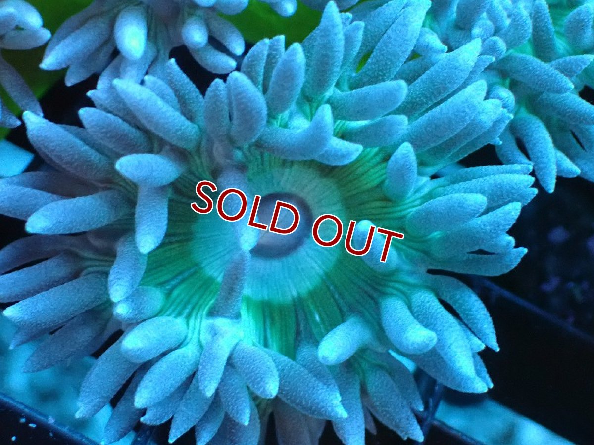 画像2: 【サンゴ】【通販】【オーストラリア産】ウィスカーズコーラル（グリーン）Mサイズ（個体販売）No.9（生体）（サンゴ） (2)