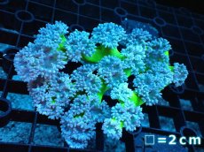 画像1: 【サンゴ】【通販】【オーストラリア産】ウィスカーズコーラル（グリーン）Mサイズ（個体販売）No.11（生体）（サンゴ） (1)