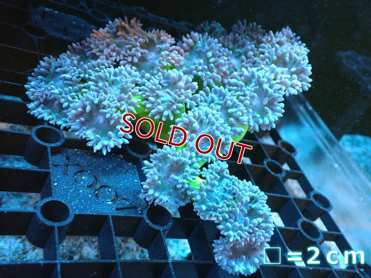 画像1: 【サンゴ】【通販】【オーストラリア産】ウィスカーズコーラル（グリーン）MLサイズ（個体販売）No.13（生体）（サンゴ） (1)