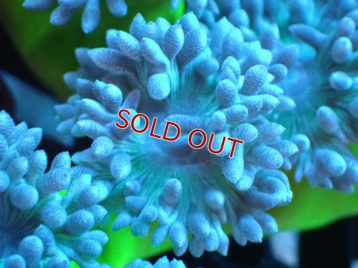 画像2: 【サンゴ】【通販】【オーストラリア産】ウィスカーズコーラル（グリーン）MLサイズ（個体販売）No.13（生体）（サンゴ） (2)