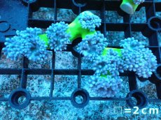 画像1: 【サンゴ】【通販】【オーストラリア産】ウィスカーズコーラル（グリーン）SMサイズ（個体販売）No.14（生体）（サンゴ） (1)