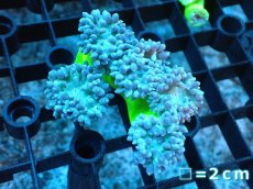 画像1: 【サンゴ】【通販】【オーストラリア産】ウィスカーズコーラル（グリーン）Sサイズ（個体販売）No.16（生体）（サンゴ） (1)