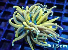 画像1: 【サンゴ】【通販】【オーストラリア産】24K ゴールドトーチコーラル（個体販売）No.1（生体）（サンゴ） (1)