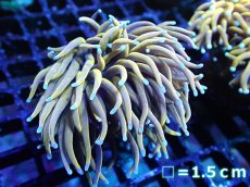 画像1: 【サンゴ】【通販】【オーストラリア産】24K ゴールドトーチコーラル（個体販売）No.2（生体）（サンゴ） (1)