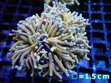画像1: 【サンゴ】【通販】【オーストラリア産】24K ゴールドトーチコーラル（個体販売）No.3（生体）（サンゴ） (1)
