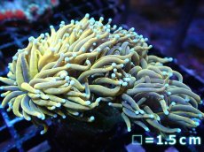 画像1: 【サンゴ】【通販】【オーストラリア産】24K ゴールドトーチコーラル（個体販売）No.7（生体）（サンゴ） (1)