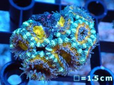 画像2: 【サンゴ】【通販】【オーストラリア産】カクオオトゲキクメイシ（Ultra Grade）（個体販売）No.66（生体）（サンゴ） (2)
