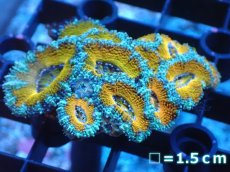 画像2: 【サンゴ】【通販】【オーストラリア産】カクオオトゲキクメイシ（Ultra Grade）（個体販売）No.67（生体）（サンゴ） (2)