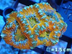 画像2: 【サンゴ】【通販】【オーストラリア産】カクオオトゲキクメイシ（Ultra Grade）（個体販売）No.68（生体）（サンゴ） (2)
