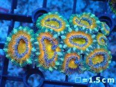 画像2: 【サンゴ】【通販】【オーストラリア産】カクオオトゲキクメイシ（Ultra Grade）（個体販売）No.69（生体）（サンゴ） (2)