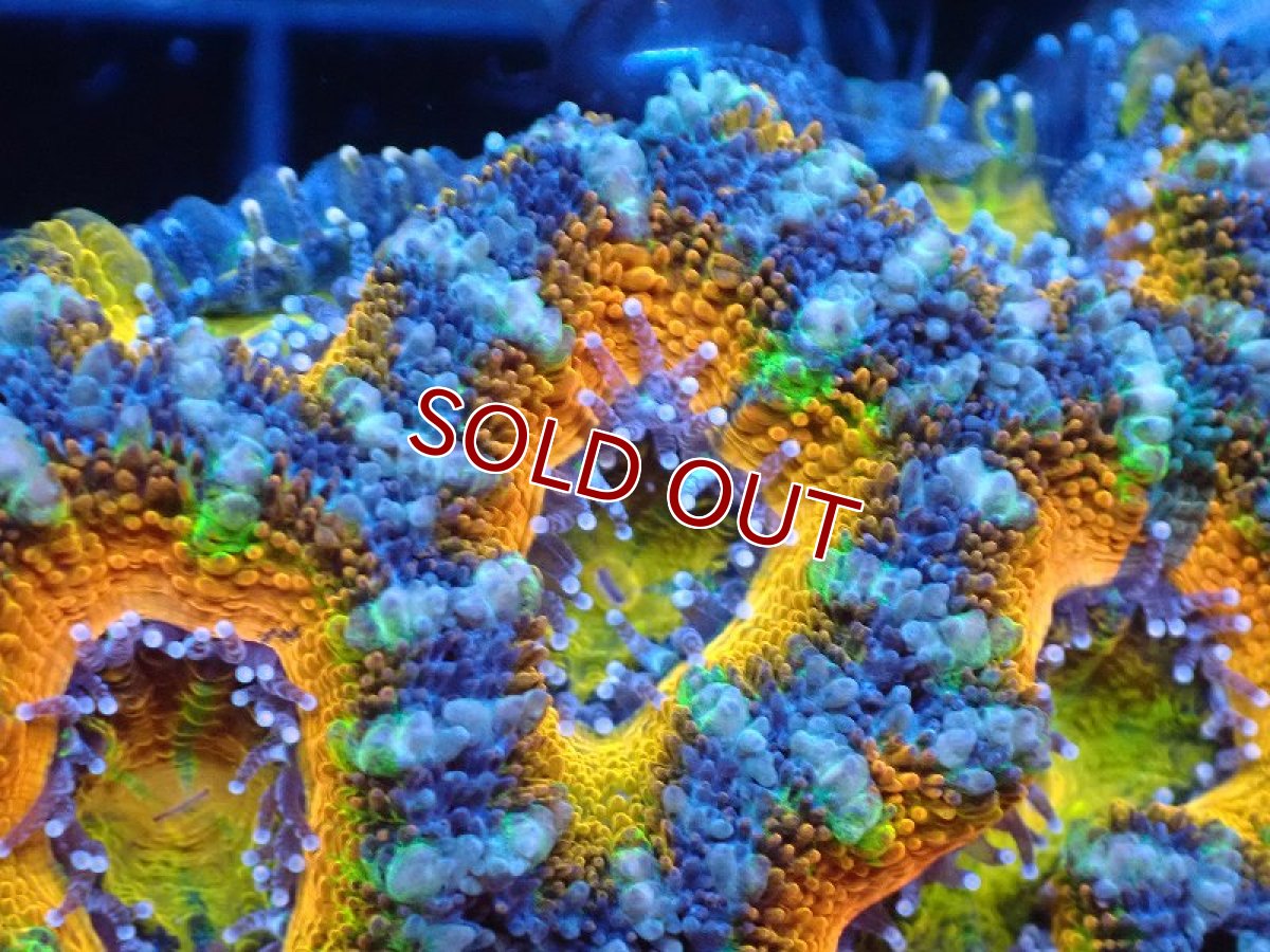 画像1: 【サンゴ】【通販】【オーストラリア産】カクオオトゲキクメイシ（Ultra Grade）（個体販売）No.70（生体）（サンゴ） (1)