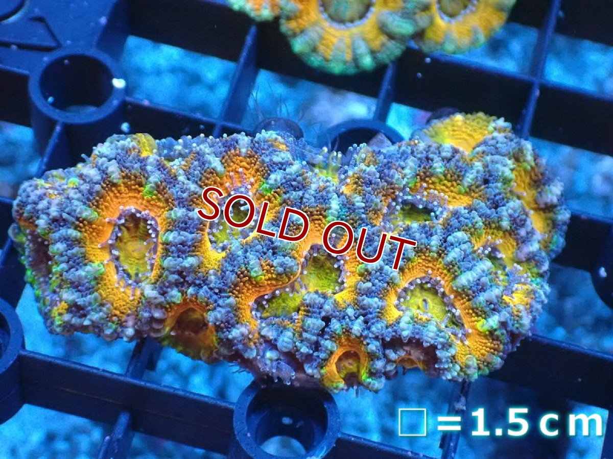 画像2: 【サンゴ】【通販】【オーストラリア産】カクオオトゲキクメイシ（Ultra Grade）（個体販売）No.70（生体）（サンゴ） (2)