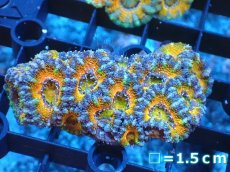画像2: 【サンゴ】【通販】【オーストラリア産】カクオオトゲキクメイシ（Ultra Grade）（個体販売）No.70（生体）（サンゴ） (2)
