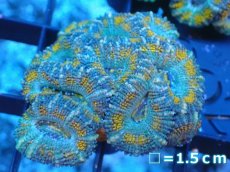 画像2: 【サンゴ】【通販】【オーストラリア産】カクオオトゲキクメイシ（Ultra Grade）（個体販売）No.71（生体）（サンゴ） (2)