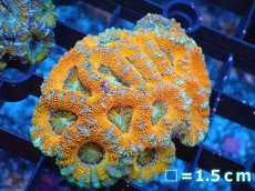画像2: 【サンゴ】【通販】【オーストラリア産】カクオオトゲキクメイシ（Ultra Grade）（個体販売）No.72（生体）（サンゴ） (2)