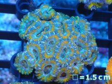 画像2: 【サンゴ】【通販】【オーストラリア産】カクオオトゲキクメイシ（Ultra Grade）（個体販売）No.73（生体）（サンゴ） (2)