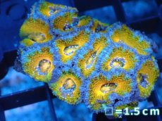 画像2: 【サンゴ】【通販】【オーストラリア産】カクオオトゲキクメイシ（Ultra Grade）（個体販売）No.74（生体）（サンゴ） (2)