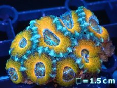 画像2: 【サンゴ】【通販】【オーストラリア産】カクオオトゲキクメイシ（Ultra Grade）（個体販売）No.75（生体）（サンゴ） (2)