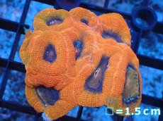 画像1: 【サンゴ】【通販】【オーストラリア産】オオトゲキクメイシ（Ultra Grade）（個体販売）No.1（生体）（サンゴ） (1)