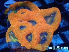 画像1: 【サンゴ】【通販】【オーストラリア産】オオトゲキクメイシ（Ultra Grade）（個体販売）No.2（生体）（サンゴ） (1)