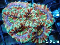 画像2: 【サンゴ】【通販】【オーストラリア産】カクオオトゲキクメイシ（Ultra Grade)（個体販売）No.1（生体）（サンゴ） (2)