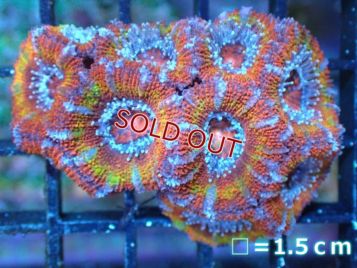 画像2: 【サンゴ】【通販】【オーストラリア産】カクオオトゲキクメイシ（Ultra Grade)（個体販売）No.2（生体）（サンゴ） (2)