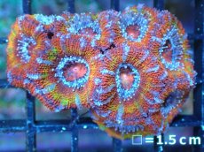画像2: 【サンゴ】【通販】【オーストラリア産】カクオオトゲキクメイシ（Ultra Grade)（個体販売）No.2（生体）（サンゴ） (2)