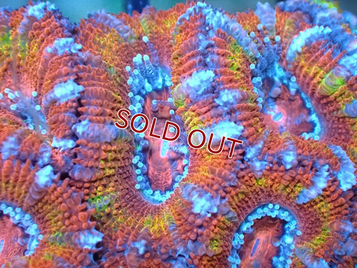 画像1: 【サンゴ】【通販】【オーストラリア産】カクオオトゲキクメイシ（Ultra Grade)（個体販売）No.3（生体）（サンゴ） (1)