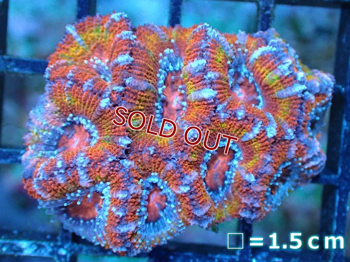 画像2: 【サンゴ】【通販】【オーストラリア産】カクオオトゲキクメイシ（Ultra Grade)（個体販売）No.3（生体）（サンゴ） (2)