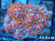 画像2: 【サンゴ】【通販】【オーストラリア産】カクオオトゲキクメイシ（Ultra Grade)（個体販売）No.3（生体）（サンゴ） (2)
