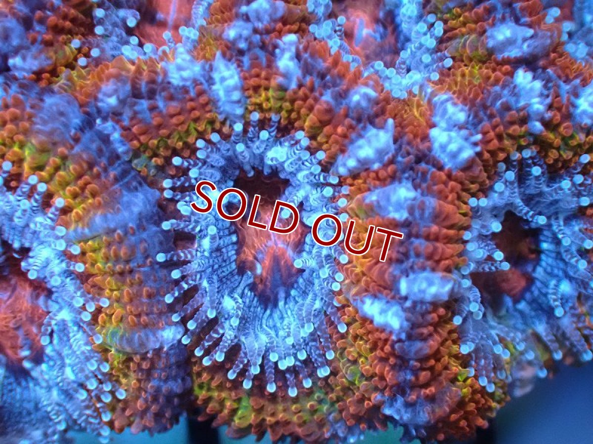 画像1: 【サンゴ】【通販】【オーストラリア産】カクオオトゲキクメイシ（Ultra Grade)（個体販売）No.4（生体）（サンゴ） (1)