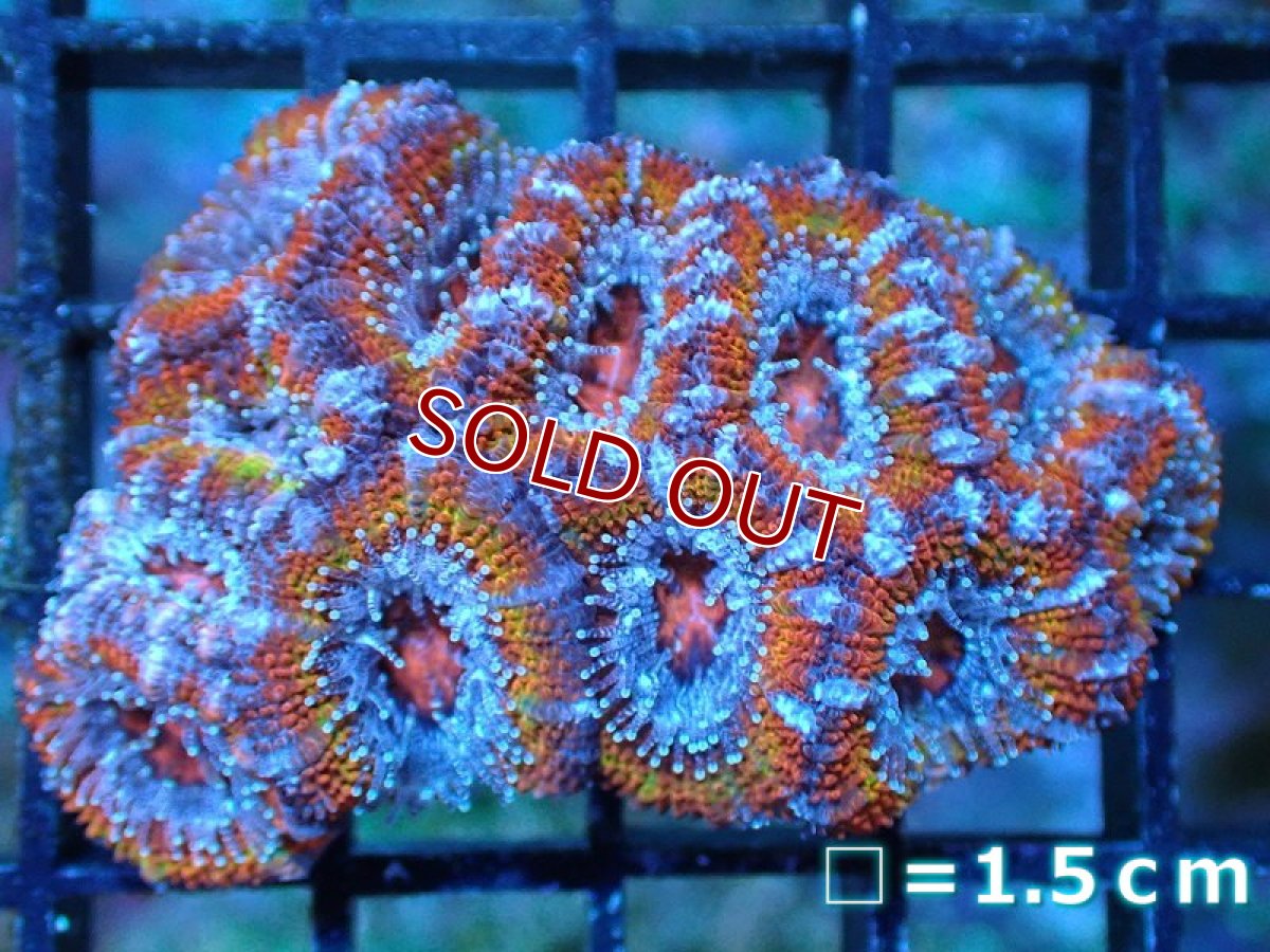 画像2: 【サンゴ】【通販】【オーストラリア産】カクオオトゲキクメイシ（Ultra Grade)（個体販売）No.4（生体）（サンゴ） (2)