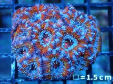 画像2: 【サンゴ】【通販】【オーストラリア産】カクオオトゲキクメイシ（Ultra Grade)（個体販売）No.5（生体）（サンゴ） (2)