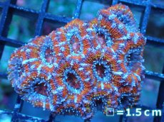 画像2: 【サンゴ】【通販】【オーストラリア産】カクオオトゲキクメイシ（Ultra Grade)（個体販売）No.6（生体）（サンゴ） (2)