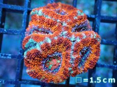 画像2: 【サンゴ】【通販】【オーストラリア産】カクオオトゲキクメイシ（Ultra Grade)（個体販売）No.7（生体）（サンゴ） (2)
