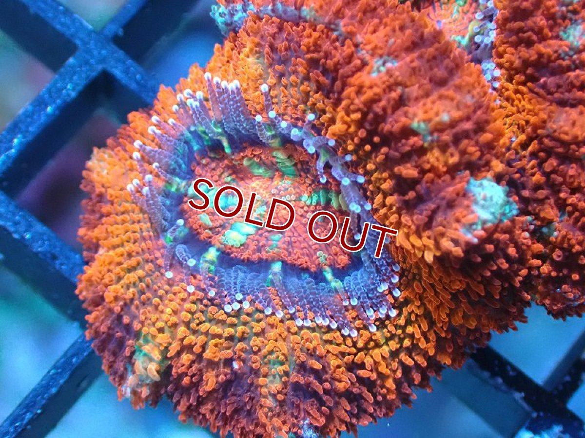 画像1: 【サンゴ】【通販】【オーストラリア産】カクオオトゲキクメイシ（Ultra Grade)（個体販売）No.8（生体）（サンゴ） (1)