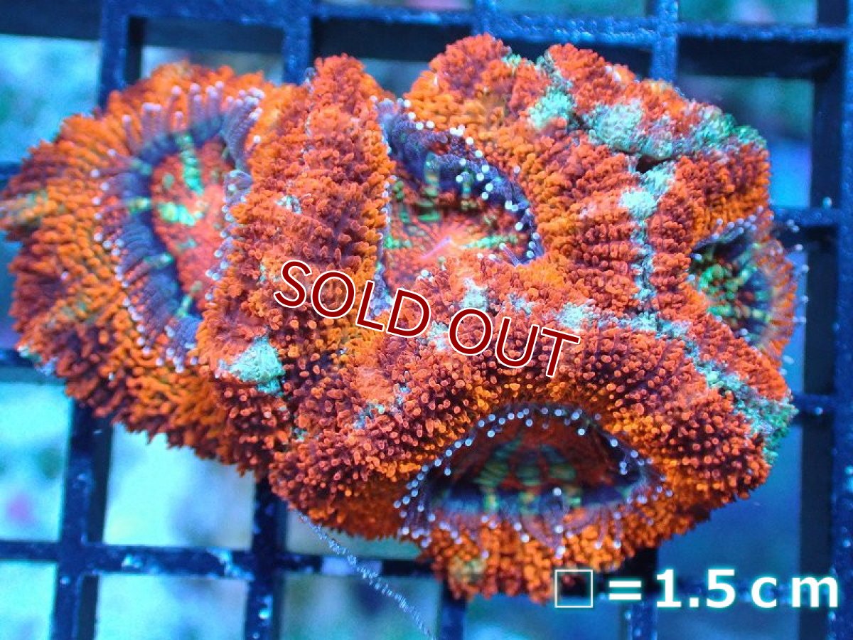 画像2: 【サンゴ】【通販】【オーストラリア産】カクオオトゲキクメイシ（Ultra Grade)（個体販売）No.8（生体）（サンゴ） (2)