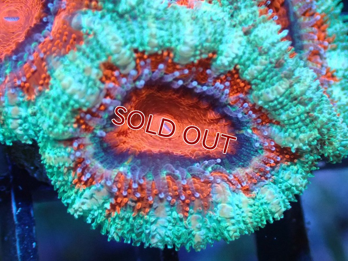 画像1: 【サンゴ】【通販】【オーストラリア産】カクオオトゲキクメイシ（Ultra Grade)（個体販売）No.9（生体）（サンゴ） (1)
