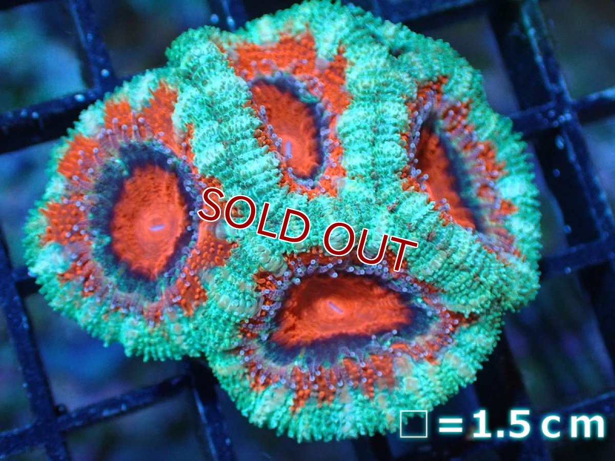 画像2: 【サンゴ】【通販】【オーストラリア産】カクオオトゲキクメイシ（Ultra Grade)（個体販売）No.9（生体）（サンゴ） (2)