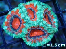 画像2: 【サンゴ】【通販】【オーストラリア産】カクオオトゲキクメイシ（Ultra Grade)（個体販売）No.9（生体）（サンゴ） (2)