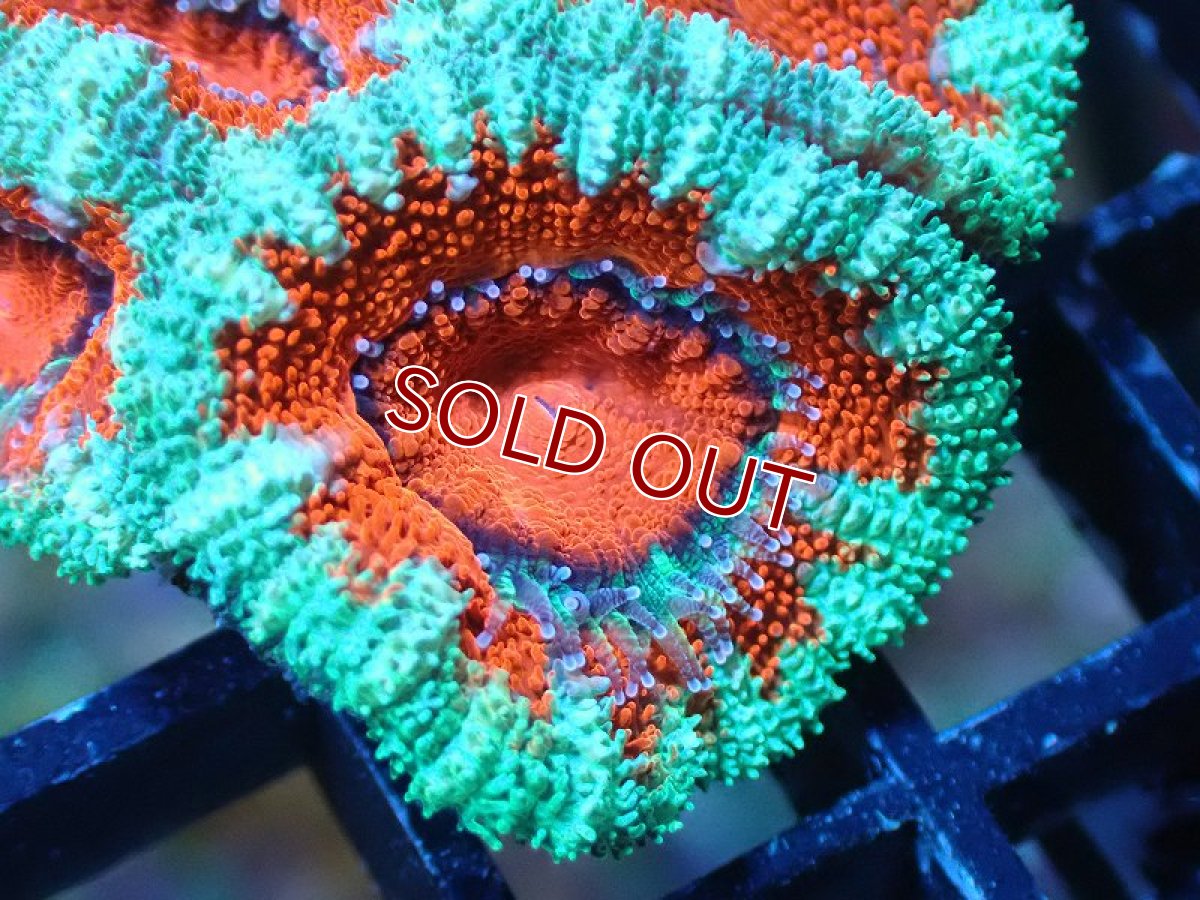 画像1: 【サンゴ】【通販】【オーストラリア産】カクオオトゲキクメイシ（Ultra Grade)（個体販売）No.10（生体）（サンゴ） (1)