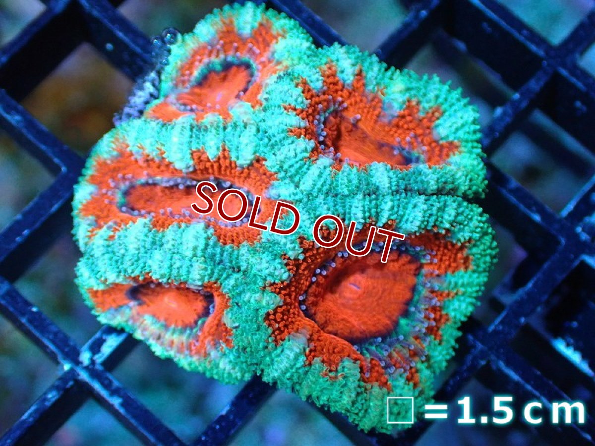 画像2: 【サンゴ】【通販】【オーストラリア産】カクオオトゲキクメイシ（Ultra Grade)（個体販売）No.10（生体）（サンゴ） (2)