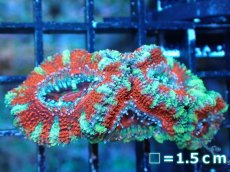 画像2: 【サンゴ】【通販】【オーストラリア産】カクオオトゲキクメイシ（Ultra Grade)（個体販売）No.11（生体）（サンゴ） (2)