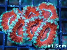 画像2: 【サンゴ】【通販】【オーストラリア産】カクオオトゲキクメイシ（Ultra Grade)（個体販売）No.12（生体）（サンゴ） (2)