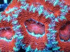 画像1: 【サンゴまとめ買い割引き10％〜20%OFF対象商品】【サンゴ】【通販】【オーストラリア産】カクオオトゲキクメイシ（Ultra Grade)（個体販売）No.13（生体）（サンゴ） (1)