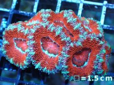 画像2: 【サンゴまとめ買い割引き10％〜20%OFF対象商品】【サンゴ】【通販】【オーストラリア産】カクオオトゲキクメイシ（Ultra Grade)（個体販売）No.13（生体）（サンゴ） (2)
