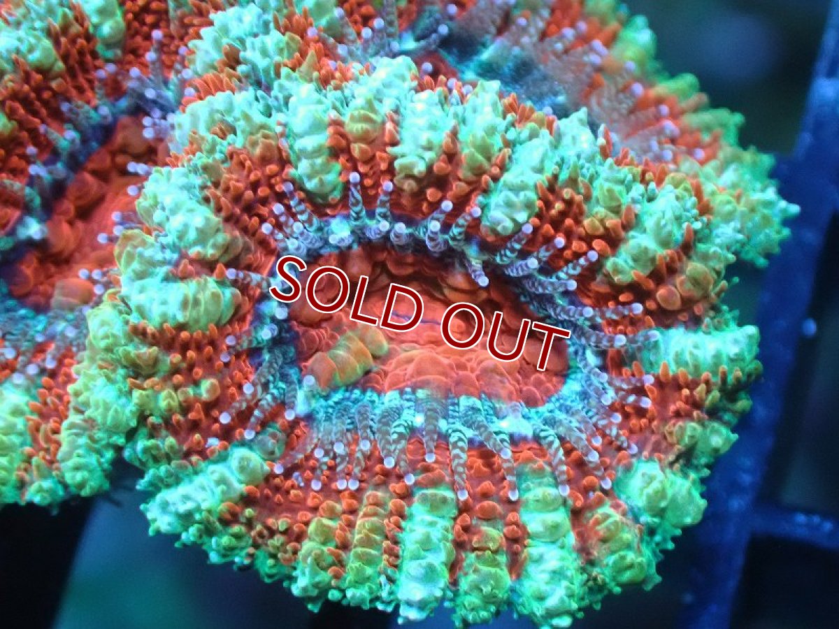 画像1: 【サンゴまとめ買い割引き10％〜20%OFF対象商品】【サンゴ】【通販】【オーストラリア産】カクオオトゲキクメイシ（Ultra Grade)（個体販売）No.14（生体）（サンゴ） (1)